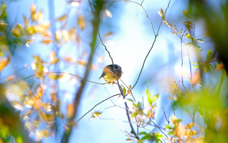 Фон природа птицы