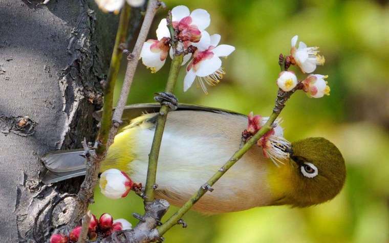 Птичка Веснянка