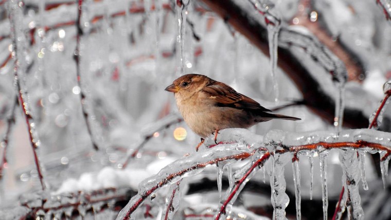 Ранняя Весна птицы