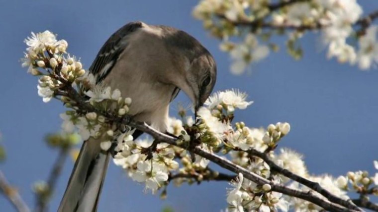 Весна пора пробуждения природы