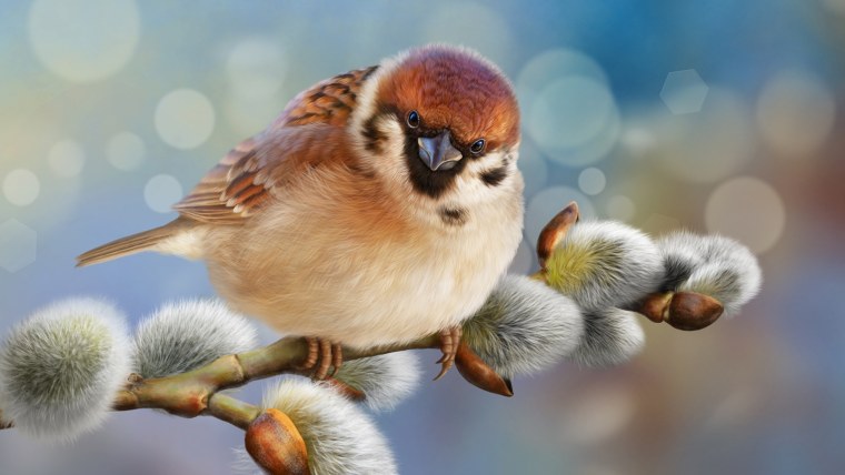 Воробей на ветке