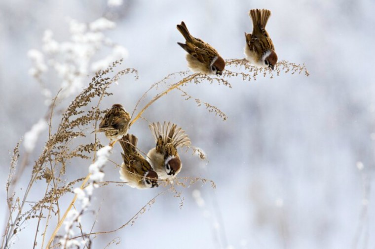 Воробьи на заснеженных ветках