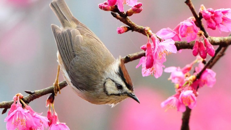 Обои весенние трели