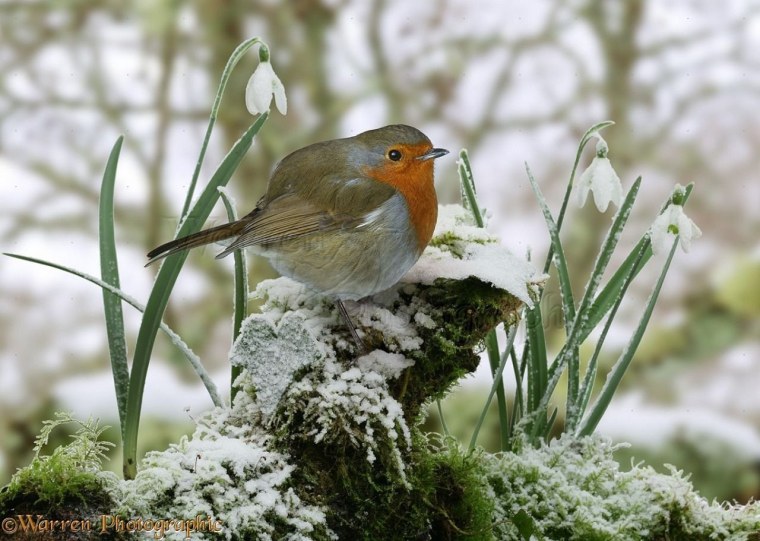 Мартовские птицы