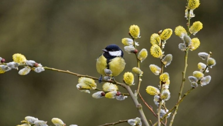 Весенний Солнцеворот, Вербоносица