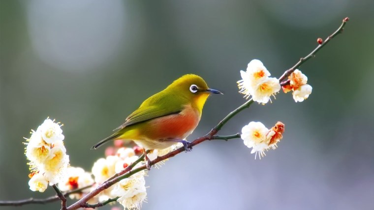 Птица на ветке