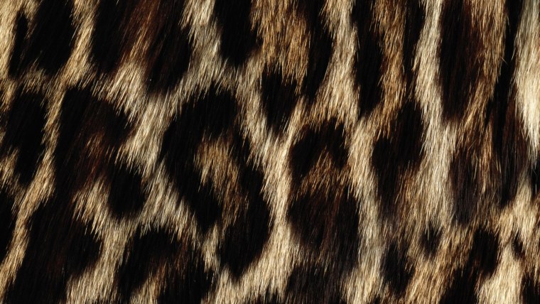 Леопард паттерн вектор