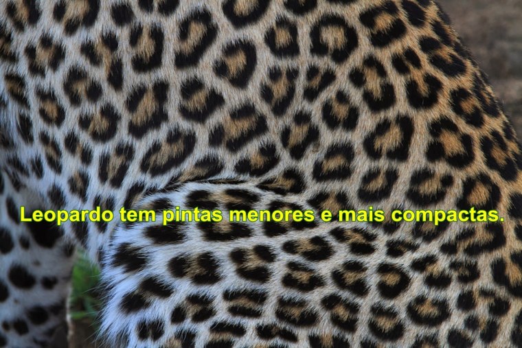 Пятна гепарда и леопарда
