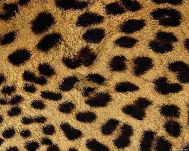 Леопардовый принт на сером фоне