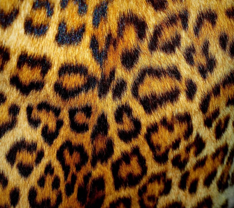 Леопард Герд