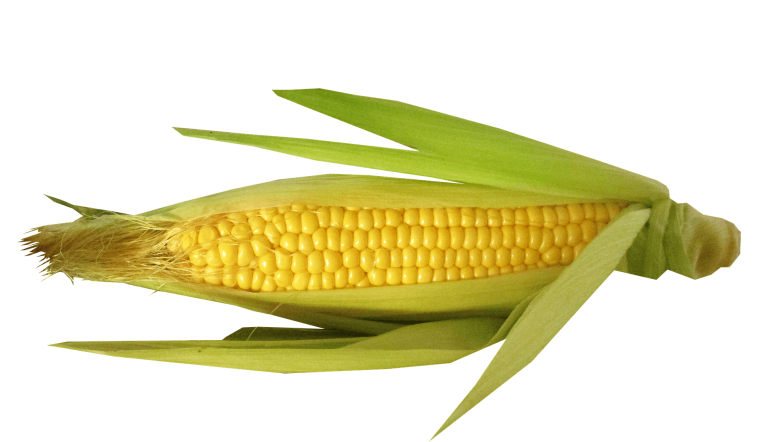 Кукуруза початок