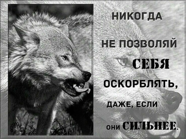 Цитаты Волков