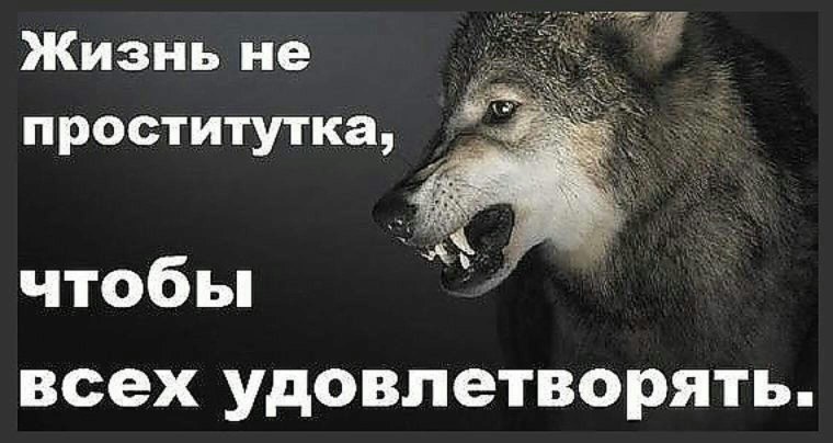 Статус про Волков и шакалов