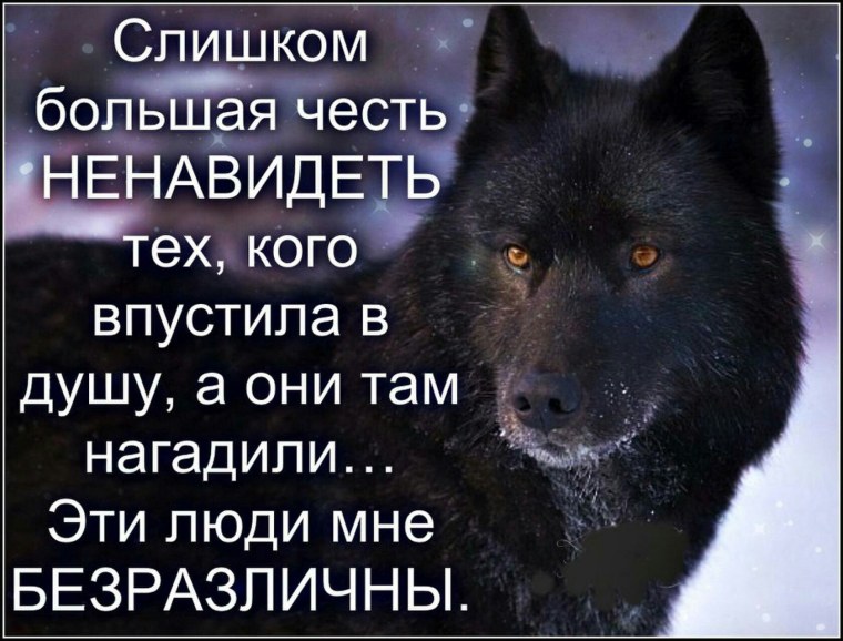 Волк одиночка цитаты