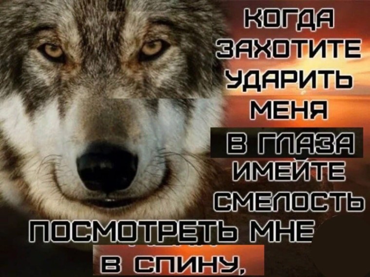 Статус про волка одиночку