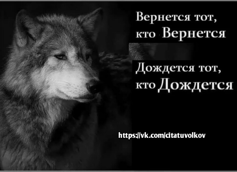 Волк одиночка высказывания