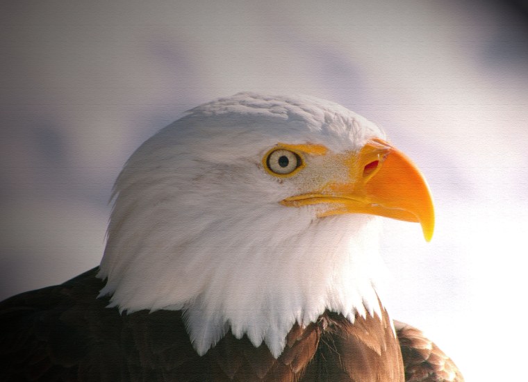 Белоголовый Орлан в профиль и анфас