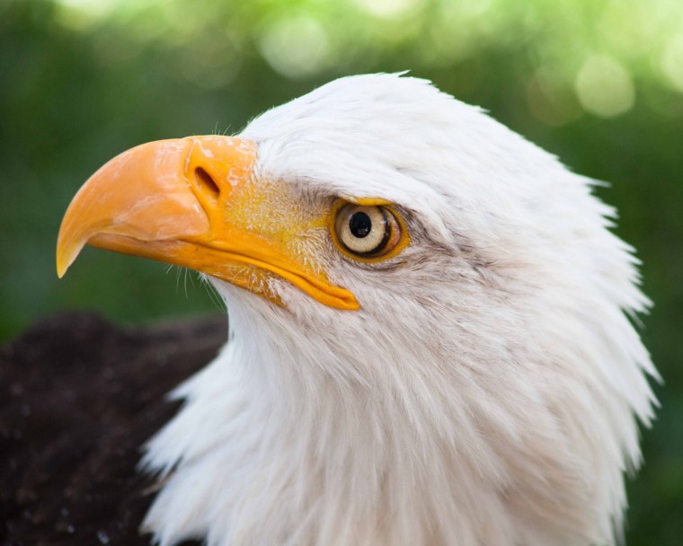 "Белоголовый Орлан"