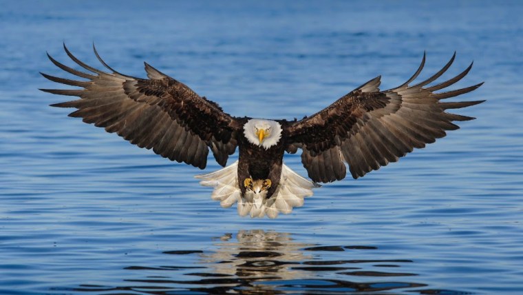 Белый Орлан птица