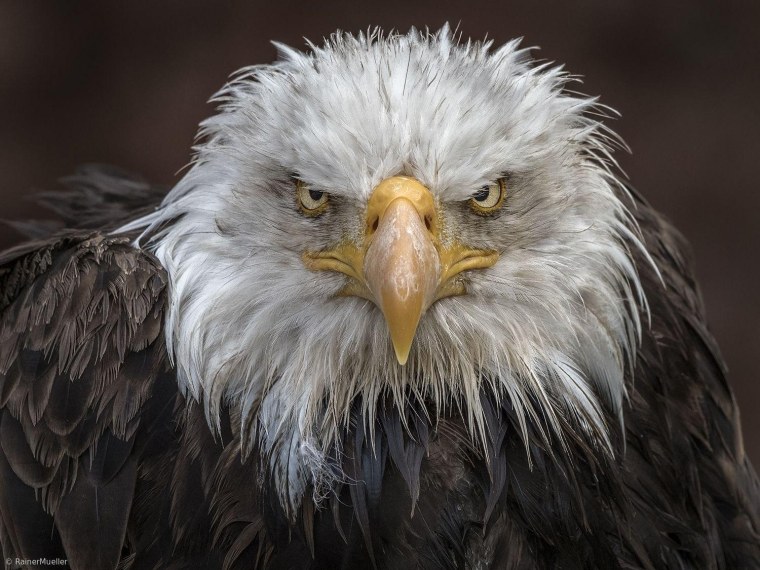 Белоголовый Орлан в профиль и анфас