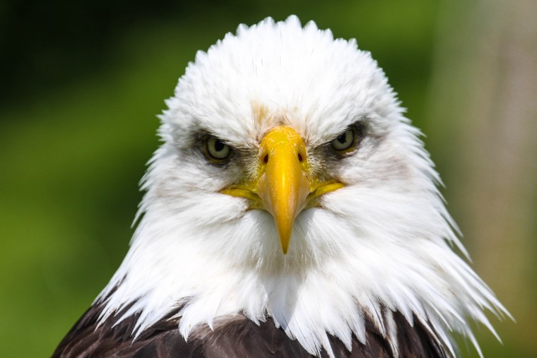 Белоголовый Орлан анфас серый