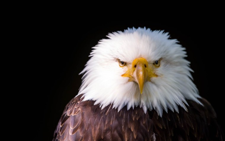 Белоголовый Орлан в профиль и анфас