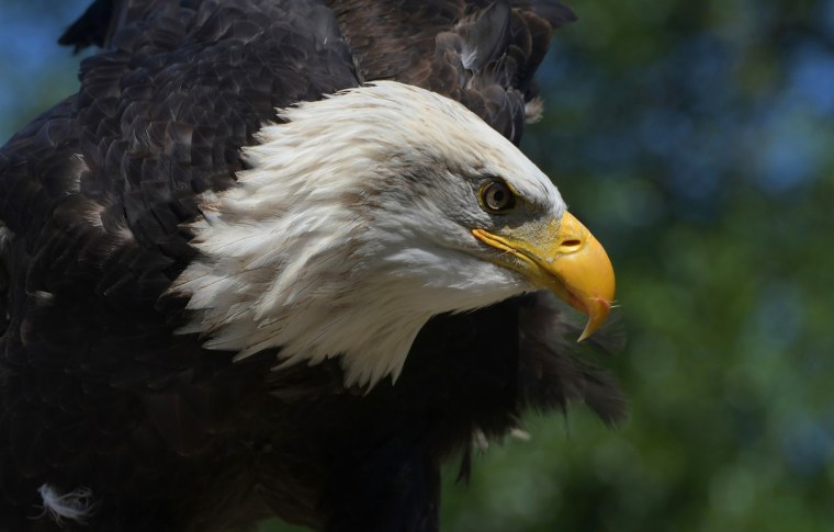 Халк Хоган белоголовый Орлан