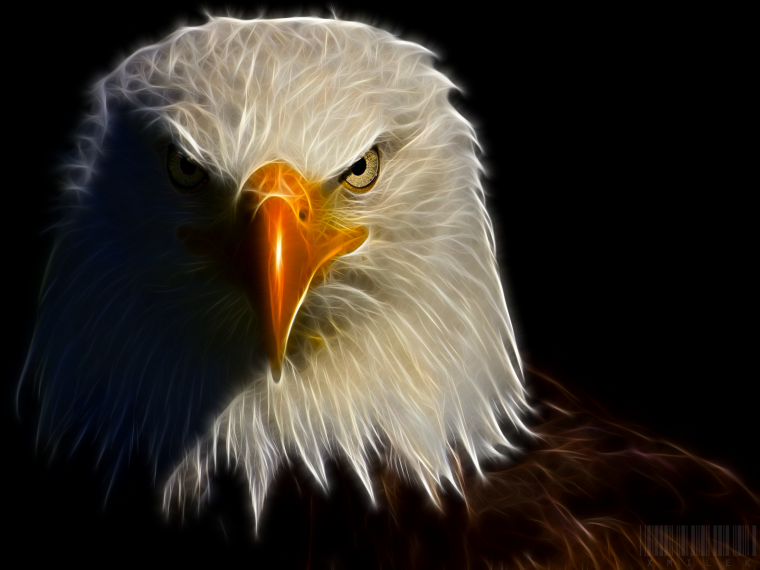 Белоголовый Орлан в профиль