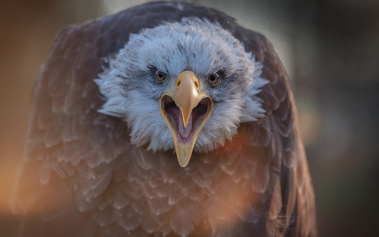 Беркут альбинос