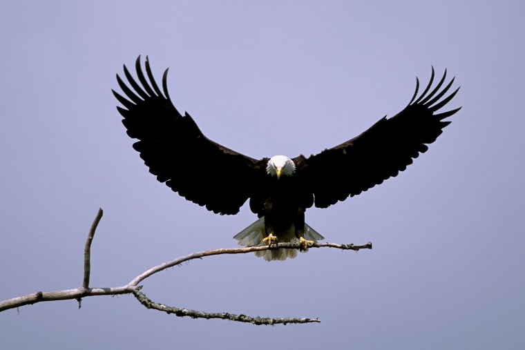 Белый Орлан птица