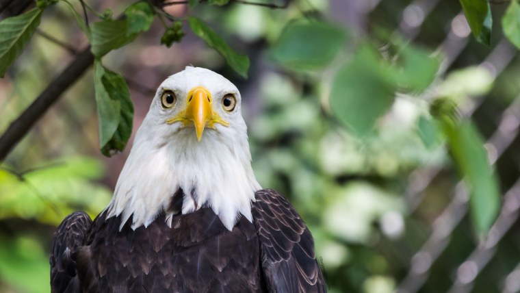 Американский Орлан анфас