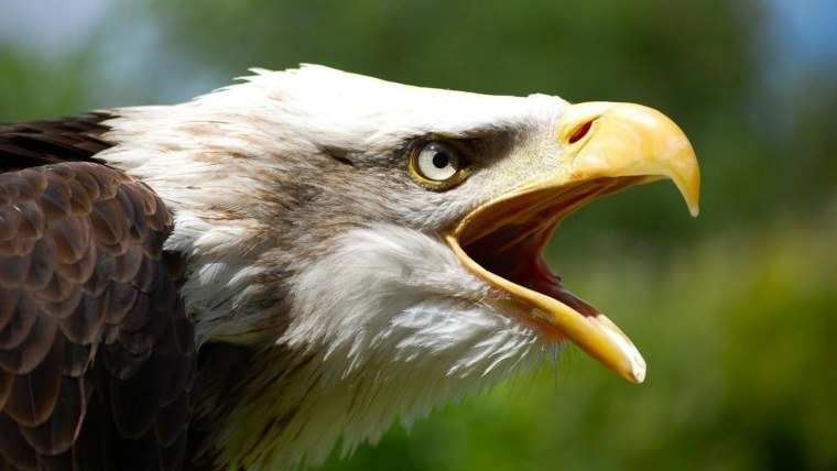 Орел с открытым клювом