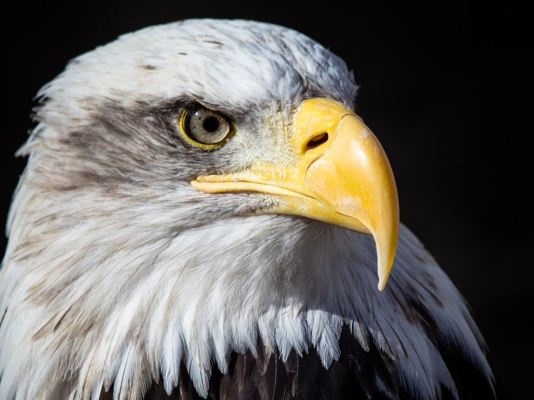 Белоголовый Орлан спина