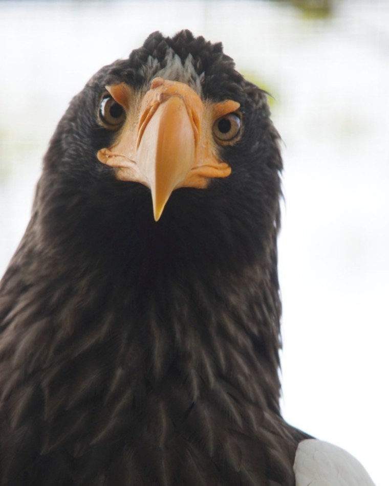 Белоголовый Орлан в профиль