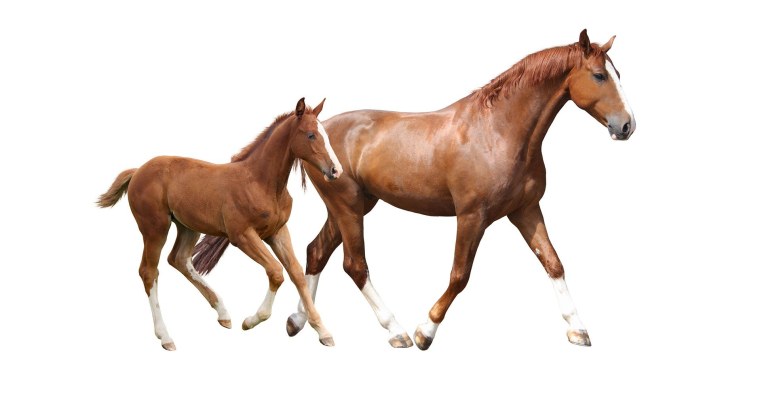 Лошадка мультяшная на белом фоне