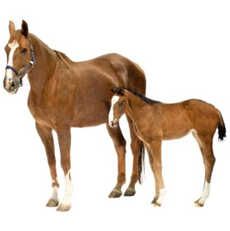 Лошадь с жеребенком на прозрачном фоне