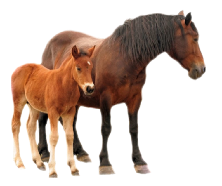 Лошадь с жеребенком на прозрачном фоне