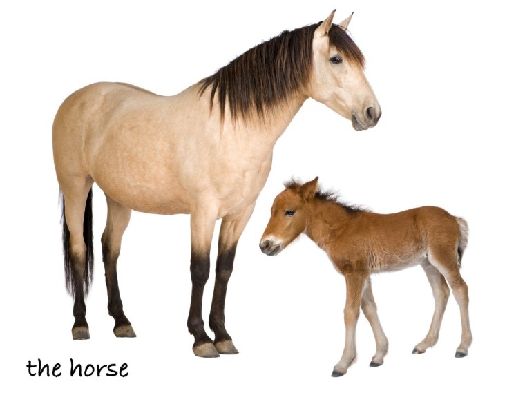 Жеребенок на прозрачном фоне на прозрачном фоне