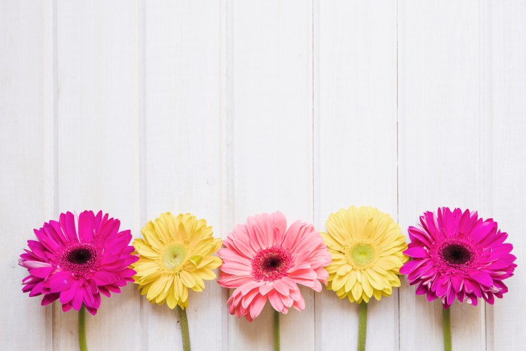 Нежные герберы