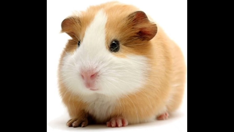 Сирийский хомяк Хома