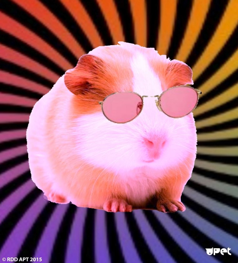 Абщхда Мем морская Свинка