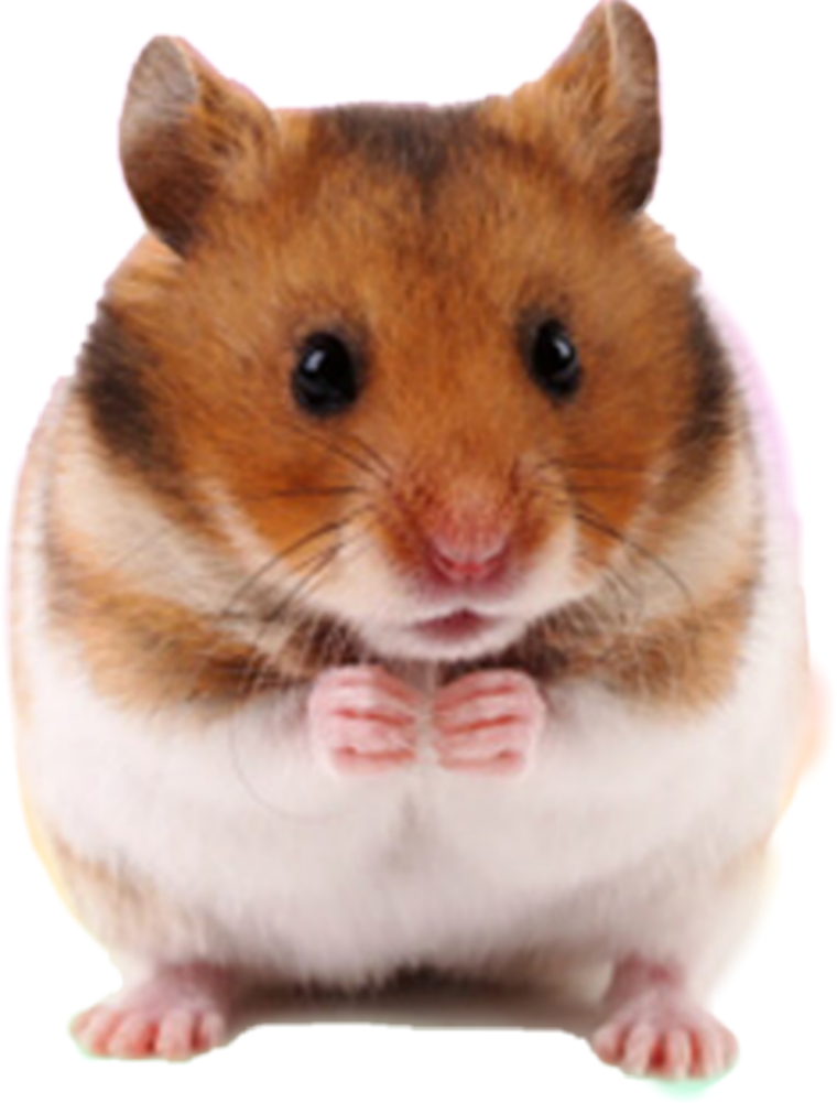 Хомяк в очках