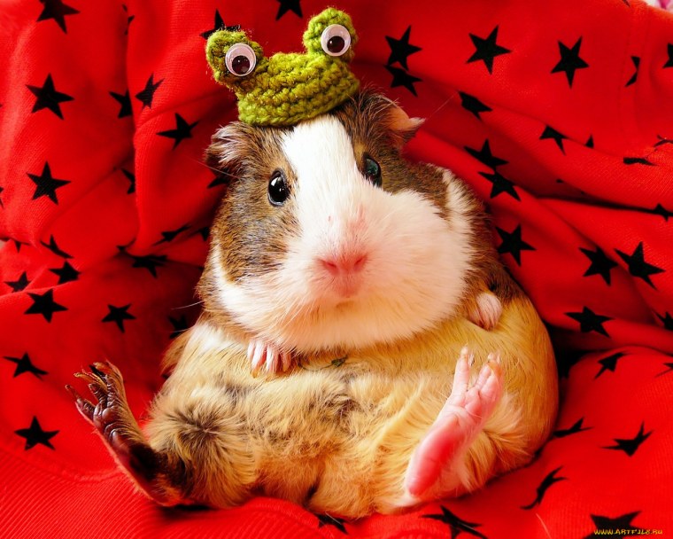 Забавные морские свинки