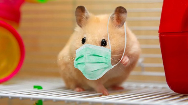 Хомяк кричит