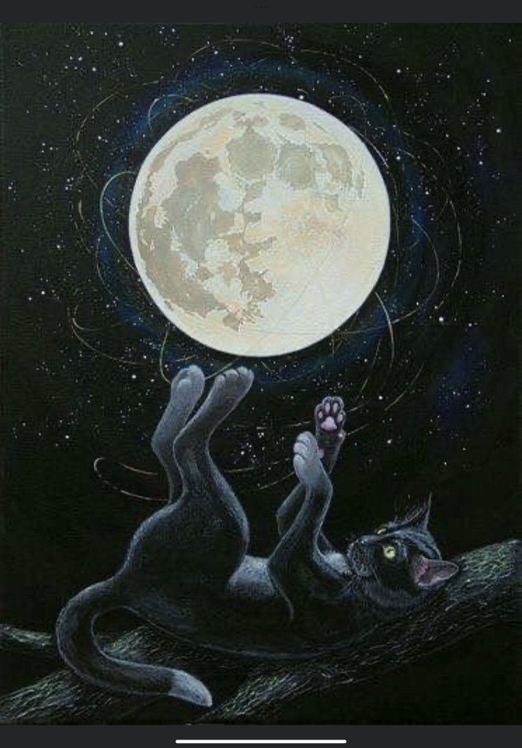 "Лунный кот"