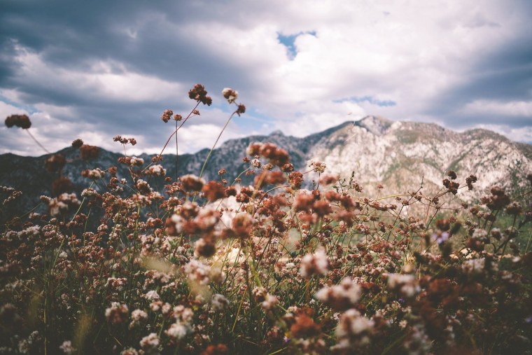 Эстетика горы и поля