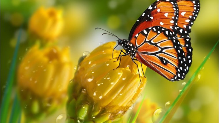 Цветы на аватарку