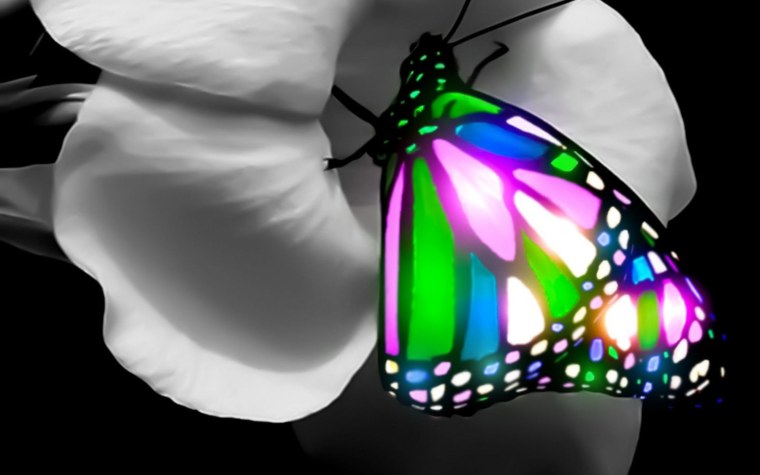 Бабочки на черном фоне