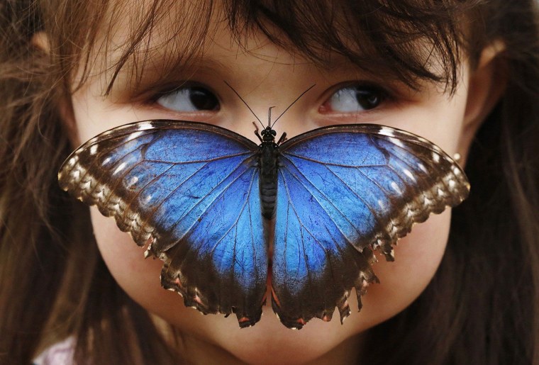 Человек бабочка
