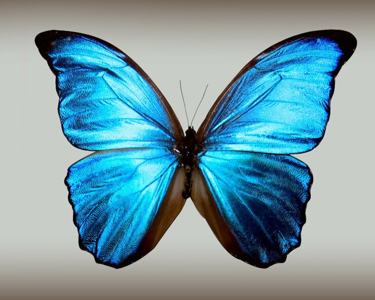 Голубой Морфо (Blue Morpho)